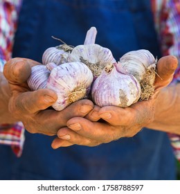 Senior man, farmer, worker holding in hands harvest of organic fresh garlic. Bio and organic cultures, farming, private garden, orchard, natural economy - Powered by Shutterstock
