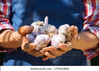 Senior man, farmer, worker holding in hands harvest of organic fresh garlic. Bio and organic cultures, farming, private garden, orchard, natural economy - Powered by Shutterstock