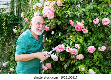 Hombre mayor en jardín o patio trasero cortando rosas. Concepto de afición. Jardín con flores de primavera. Abuelo trabajando al aire libre