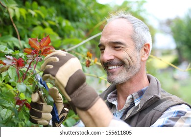 Senior Man In Garden Cutting Roses