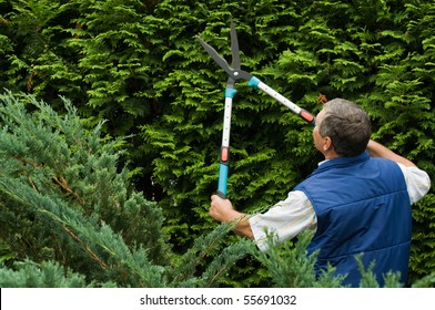 Senior man gardener cut a hedge - Powered by Shutterstock