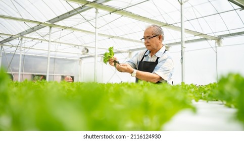 Senior Man Gardener Working In Inspecting Green Oak Vegetable Quality In Greenhouse Gardening. Old Age Asian Farmer Cultivates Nutrition Organic Salad Vegetables On Hydroponic Farm For Healthy People.