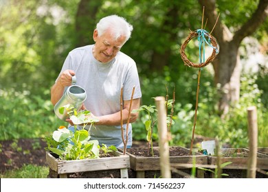 Senior man gardening 
 - Powered by Shutterstock