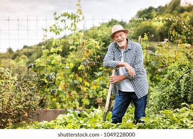 Senior man gardening in the backyard garden. - Powered by Shutterstock