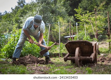 Senior Man Gardening in the Home Vegetable Garden Hand Harvest Potatoes - Powered by Shutterstock