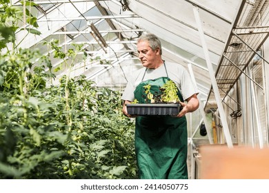 Senior man in greenhouse holding tray with seedlings - Powered by Shutterstock