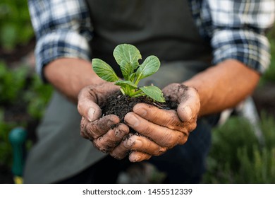 Senior man hands holding fresh green plant. Wrinkled hands holding green small plant, new life and growth concept. Seed and planting concept. - Powered by Shutterstock