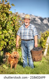 Senior Man with his dog Harvesting Grapes in the Vineyard