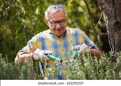 Senior man in his garden. He is pruning plants. - Powered by Shutterstock