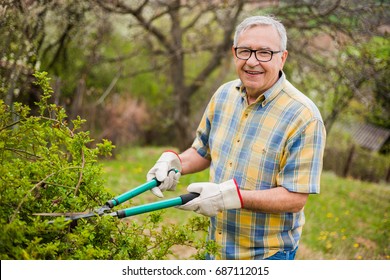 Senior man in his garden. He is pruning bushes.  - Powered by Shutterstock