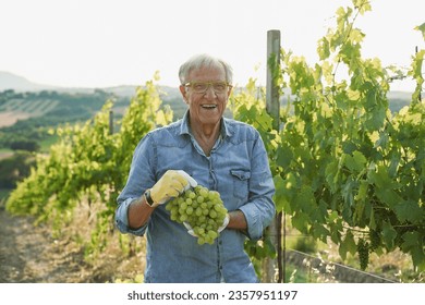 Senior man holding grapes inside vineyard and smiling on camera - Wine production and organic farm - Powered by Shutterstock