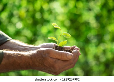 Senior man holding young green plant in hands. Earth day spring holiday concept. 