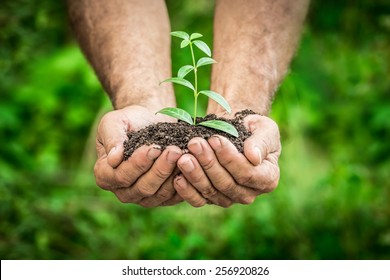 Senior man holding young plant in hands against spring green background. Ecology concept - Powered by Shutterstock