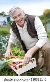 Senior Man In Kitchen Garden Picking Vegetables