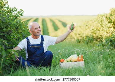 Senior Man Lifting Box Full Of Seasonal Vegetables