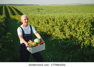 Senior Man Lifting Box Full Of Seasonal Vegetables. The Concept Of Healthy Eating