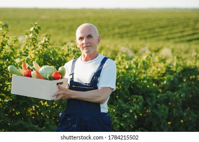 Senior Man Lifting Box Full Of Seasonal Vegetables. The Concept Of Healthy Eating