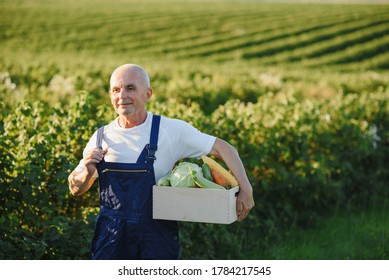 Senior Man Lifting Box Full Of Seasonal Vegetables. The Concept Of Healthy Eating