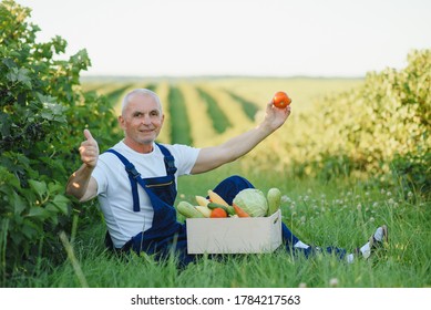 Senior Man Lifting Box Full Of Seasonal Vegetables. The Concept Of Healthy Eating