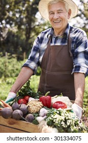 Senior Man Lifting Box Full Of Seasonal Vegetables