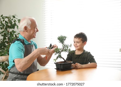 Senior man with little grandson taking care of Japanese bonsai plant indoors. Creating zen atmosphere at home - Powered by Shutterstock