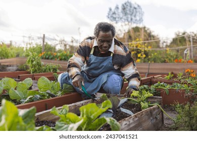 A senior man lovingly tends to his vegetable raised beds in a community garden. - Powered by Shutterstock