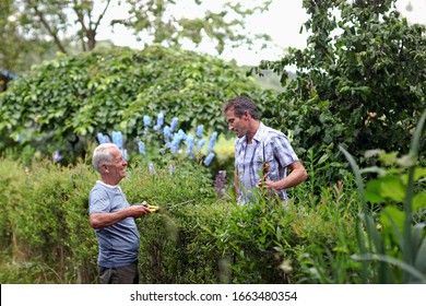 Senior Man And Mature Men Chatting Over Plants In Garden