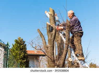 Senior Man On The Ladder Is Cutting Tree With Chainsaw In The Garden.