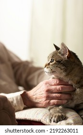 Senior Man Petting Cat, Close-up Of Hands And Cat