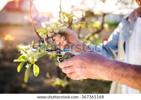 Similar – apple blossom Apple tree