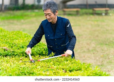 Senior man pruning garden trees. Gardener. Landscaping contractor. Gardening.