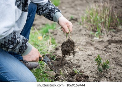 Pulling Weeds Stock Images, Royalty-Free Images & Vectors | Shutterstock