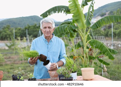 Senior man replanting some plants into terracotta pots. / Man working in his garden - Powered by Shutterstock