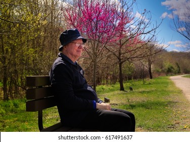 Senior Man Resting On The Bench In A Park On A Nice Spring Day; Redbud Trees Behind Him