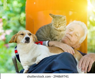 Senior Man Sleeping In Sunbed In Courtyard While Dog And Cat Sitting In His Lap