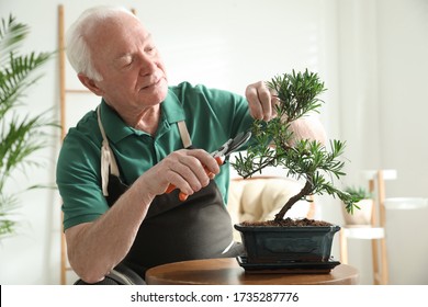 Senior man taking care of Japanese bonsai plant indoors. Creating zen atmosphere at home - Powered by Shutterstock