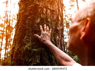 Senior man touching on old tree gently. Nature protection concept.
World environment day. - Powered by Shutterstock