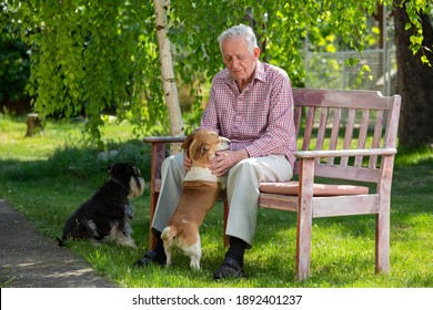 Senior Man With Two Dogs Cuddling On Bench In Park In Summer Time