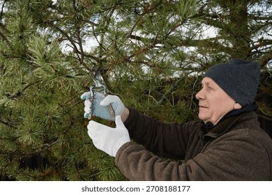 Senior man using pruning tool to cut pine branches in snowy garden, doing winter plant care and outdoor yard work. Winter Yard Work and Garden Maintenance