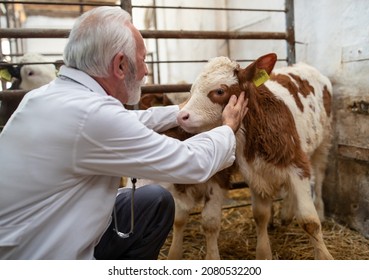 Senior man veterinarian examining baby animal simmental calf in cowshed on straw in stable - Shutterstock ID 2080532200