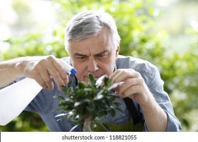 Senior Man Watering Bonsai Leaves