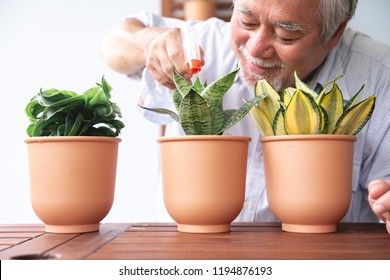 Senior man watering plant in garden on wooden table. Senior asian man watering plants on table. Senior lifestyle family concept. - Powered by Shutterstock