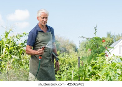 Senior Man Watering Tomato Plants In His Vegetable Garden. Retired Gardener Watering The Garden With Hose. Happy Older Man Gardening.