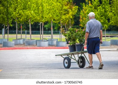 Senior Man Wheeling Cart With Rose Plants Out Of Garden Center With Trees For Sale In Background - Selective Focus