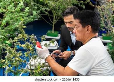 Senior Man Who Owns A Farm Inspects The Quality Of Hemp Cannabis Plants And Has A Farm Businessman Visit The Green House Farm.