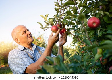 Senior man worker picking up apples in fruit orchard. - Powered by Shutterstock