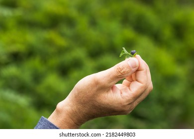 Senior Man's Hand Holding One Wild Blueberry With Green Leaf Over The Nature Background. Old Man Picking Blueberries In Mountains Forest. Summer Harvesting. Healthy Eating Concept. Medicine Berry.