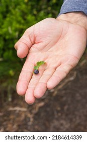 Senior Man's Hand Holding One Wild Blueberry With Green Leaf Over The Nature Background. Old Man Picking Blueberries In Mountains Forest. Summer Harvesting. Healthy Eating Concept. Medicine Berry.