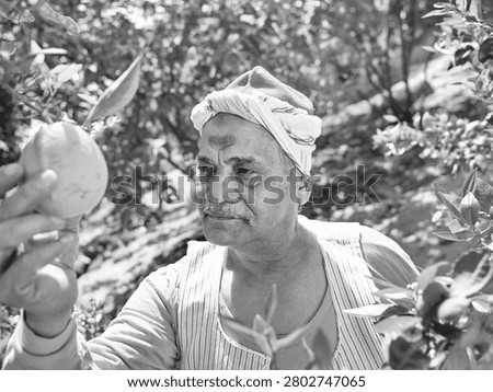 Senior Middle Eastern farmer inspecting ripe citrus fruit in a sunlit orchard in authentic black and white documentary style ideal for sustainable