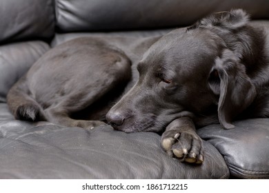 Senior Old Dog Chocolate Labrador Retriever Laying Down On Bed Resting Napping